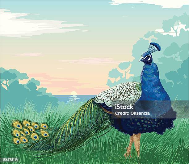 Beautiful Peacock At The Sunset Stock Illustration - Download Image Now - Peacock, Lake, Painting - Art Product