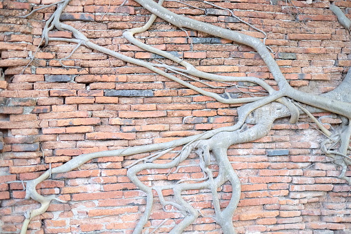 Fig tree roots entwined with ancient bricks.