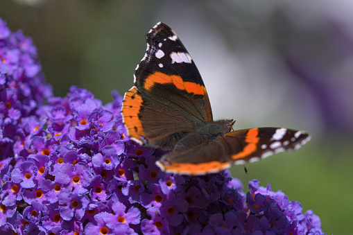 Red admiral Vanessa atalanta, butterfly black with red oranges fringes sitting a deep lavender buddleia