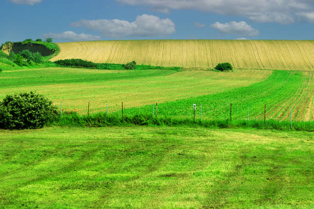 istock Agricultural cultivated land surface 1567813784