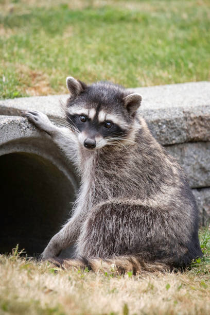 istock Raccoon Portrait 1567825066