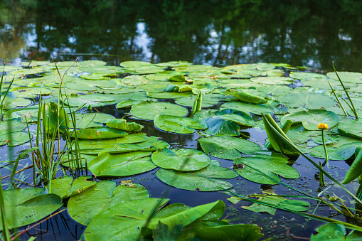 A pond with blooming water lilies leaves and a frog on a leaf on a summer sunny day, reflection trees in the water. Spatterdock. Yellow pond lily. Nuphar advena.