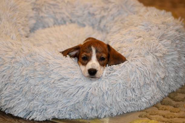 istock Doxie Puppy 1567832071