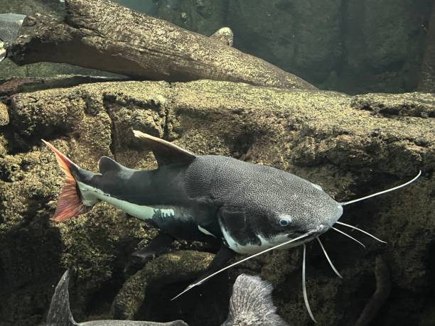 istock closeup of a Phractocephalus fish 1567832089