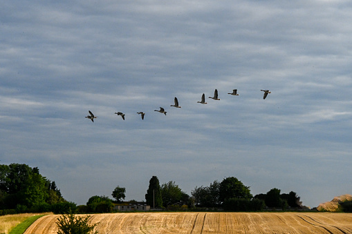 A flock of Canadian Geese flying in random diagonally across the morning hazy cloudy sky, Branta canadensis flying across freshly harvested fields