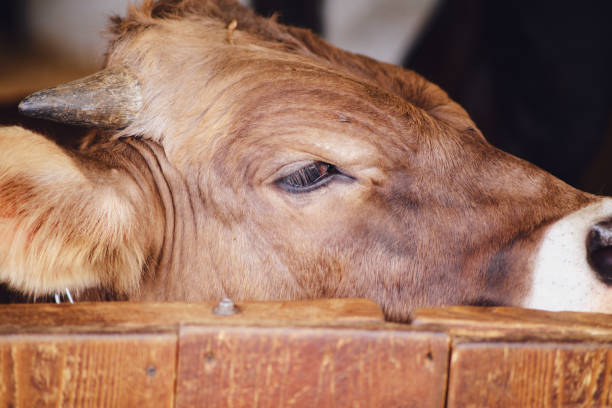 istock The tired cow's eyes are drooping from exhaustion, making her appear even more sad 1567833213