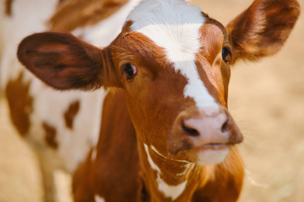 istock The cows play a vital role in agriculture by efficiently converting grass into nutritious meat and dairy products 1567833816