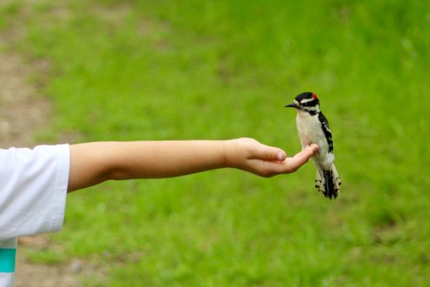 istock Hand Feeding Downy Woodpecker 1567833817