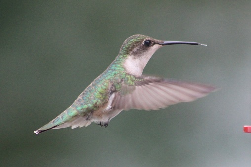 The isolated image of a flying ruby throated hummingbird.