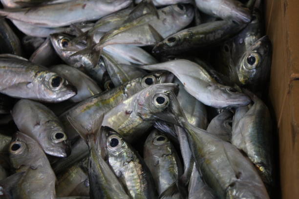 istock Catch of the day 1567835978