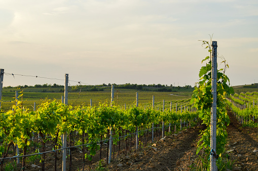 Rows of vine in the Niagara Wine Region, Ontario, Canada