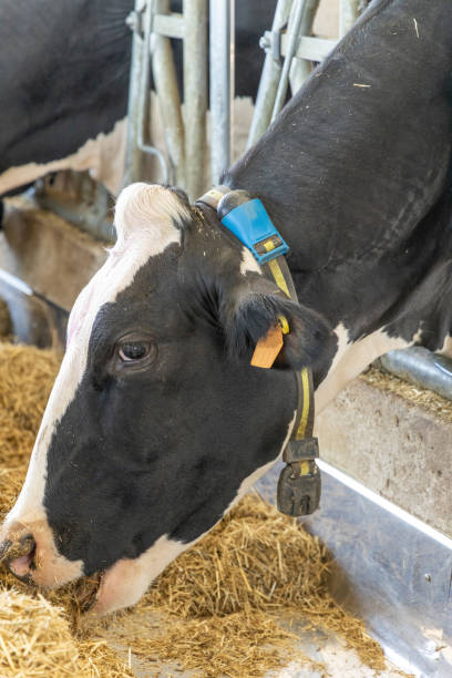 A holstein dairy cow in a barn busy eating the feed that ha s been provided to it.