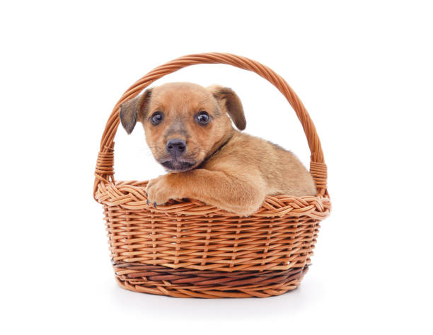 istock One small dog in a basket. 1567844424