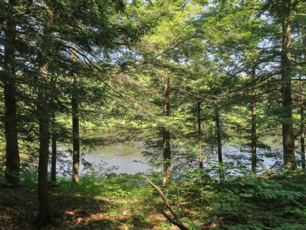 istock The Canadian Woods 1567845994