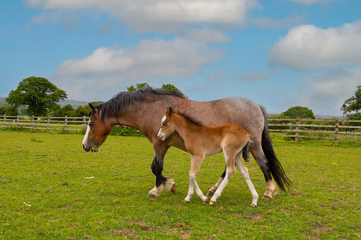 Mother horse and her baby foal walk side by side across field in English countryside on a sunny summers day in rural Shropshire.