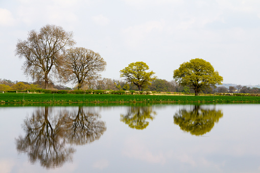 Nature in perfect balance as trees reflect perfect copies in water of lake by which they grow on a spring day.