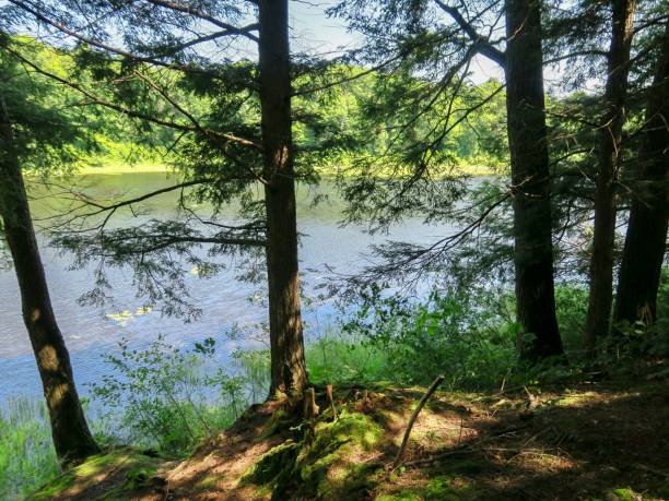 istock The Canadian Woods 1567849766