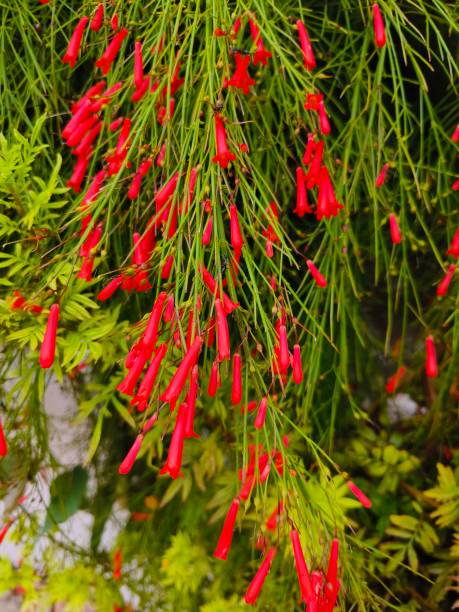 istock Russellia flower 1567852326