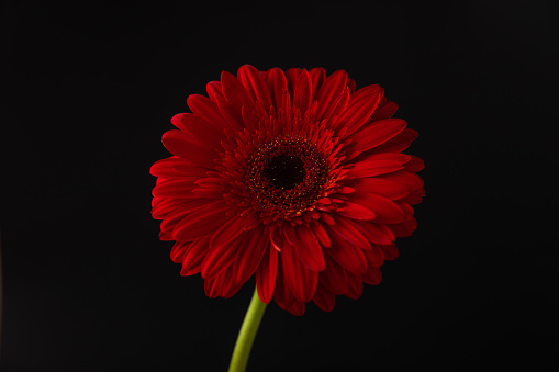 Beautiful blooming  gerbera flower on  texture wood background.copy space. Place for text.Spring flower.Top view