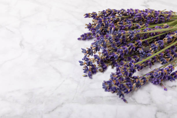 istock Bouquet of fragrant lavender on textural background. Top view. Place for text. Copy space. 1567884952