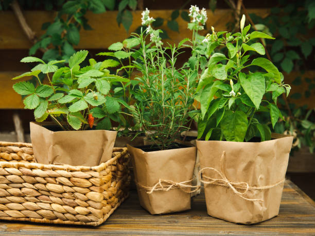 Potted fresh garden herbs.Rosemary, mint, pepper and strawberry in brown paper package.Spicy spice and herb seedling.Assorted fresh herbs in a pot.Home aromatic and culinary herbs.Copy space. hierbas frescas de jardín en maceta. paquete de romero, menta, pimienta y fresa en papel marrón. especias picantes y plántulas de hierbas. surtido de hierbas frescas en una olla. hierbas aromáticas y culinarias caseras. espacio de copia.