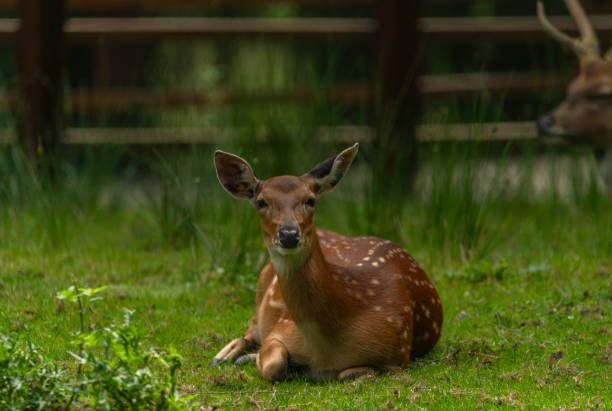 Deer sika on green summer meadow with long nice ears