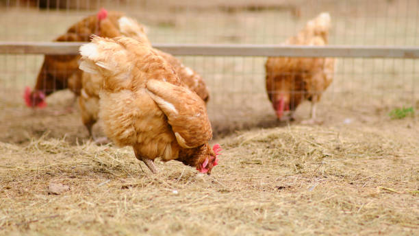 he farm animal, a chicken, gracefully walks through the meadow