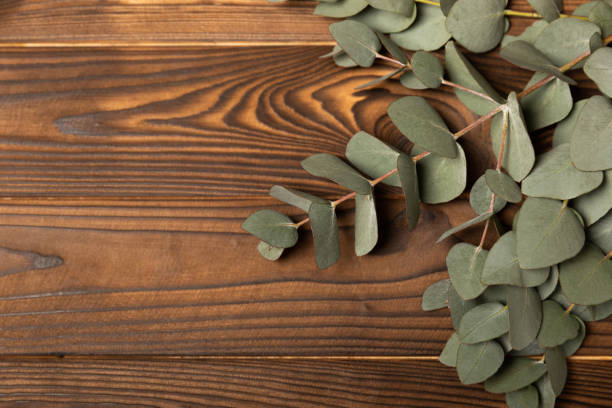 istock Sprigs of fragrant eucalyptus on a colored  background. Frame for design. Aromatherapy. Essential oils. Place to copy. Place for text. Top view. 1567917826