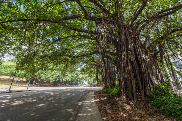 istock Tree in Havana Street, Cuba. Giant Green Tree 1567918392