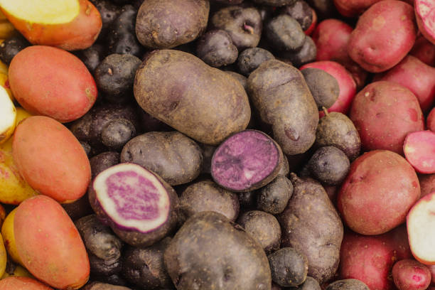 istock fresh harvest of multi-colored potatoes of different sizes 1567930093