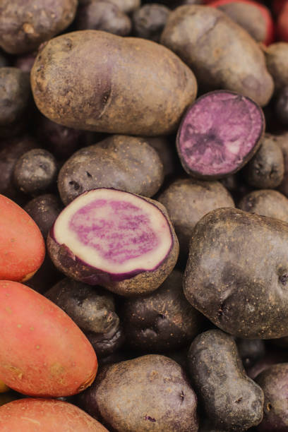 istock fresh harvest of multi-colored potatoes of different sizes 1567930642