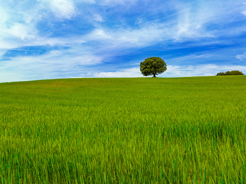Cereal field and single oak tree under blue spring sky in Spain