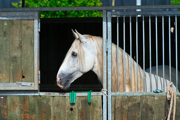 Two Work horses wearing their tack