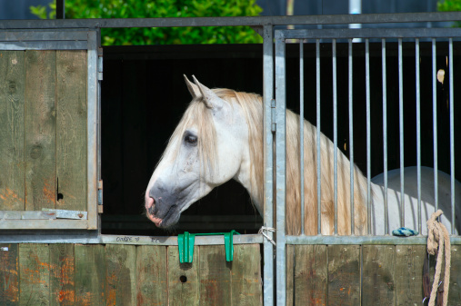 Arabian horse show in Salerno