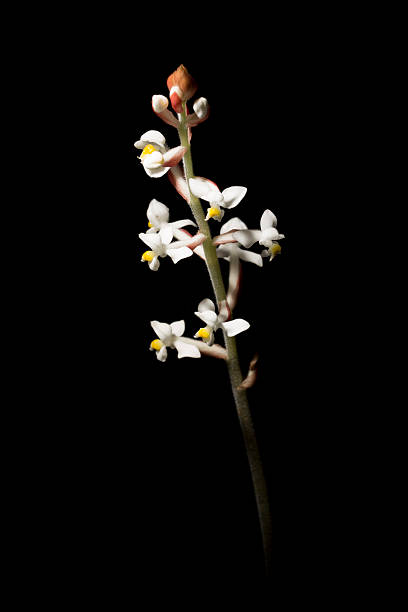 istock Orchid Species - Ludisia discolor 156793584