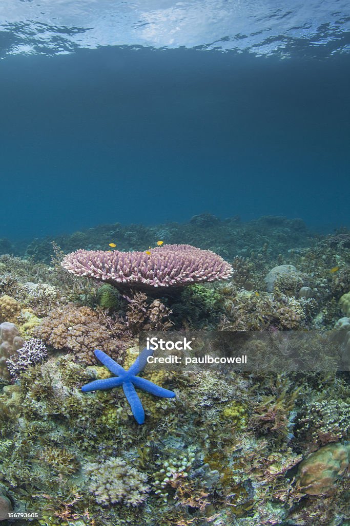 Vibrante estrella de mar azul - Foto de stock de Arrecife - Fenómeno natural libre de derechos