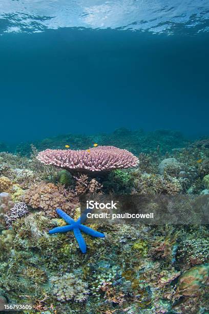 Vibrante Estrella De Mar Azul Foto de stock y más banco de imágenes de Arrecife - Fenómeno natural - Arrecife - Fenómeno natural, Azul, Buceo con equipo