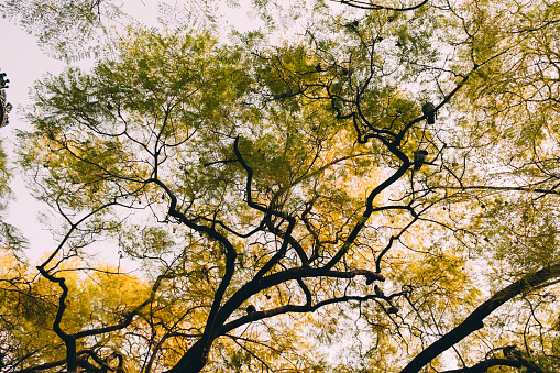 Image of  yellow and green leaves tree's crown.