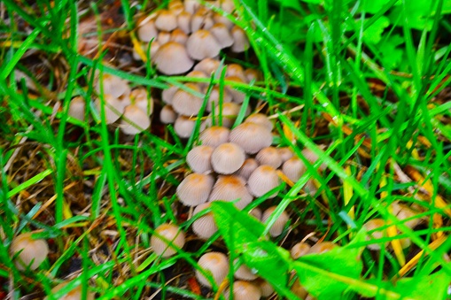 Mushrooms