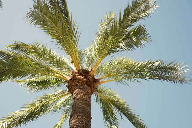 Image of beatiful Palm Trees in park in Barcelona during sunny warm day stock photo