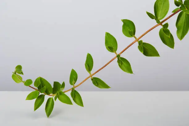 Photo of Creeper climbing vine plant ivy on white background