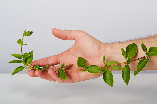 Hand holding a winding ivy branch on white background