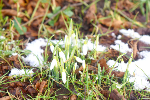 istock Snowdrops growing on the ground covered with spring snow 1567945121