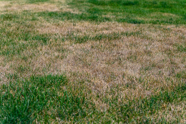 istock Patchy grass, lawn in bad condition and need maintenance. 1567953180