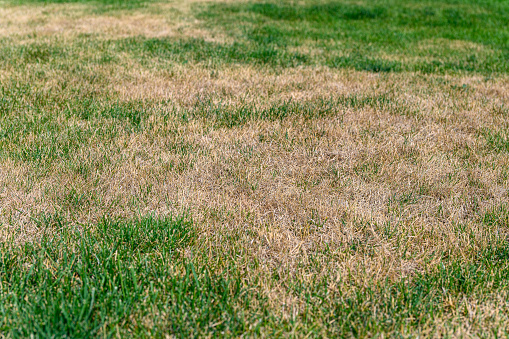 Patchy grass, lawn in bad condition and need maintenance. Lawn with dry and dead grass. Green grass and dry grass.