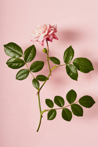 istock Vibrant single rose on a pink background with soft shadow 1567960861