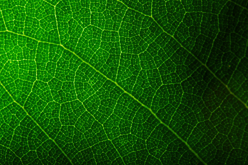 Closeup of green leaf with veins