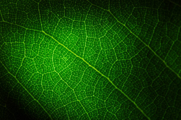 istock Green leaf texture extreme close-up spot lit 1567963602
