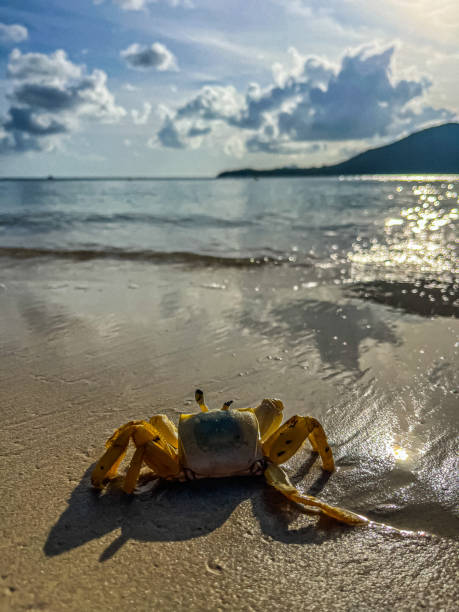 istock The crabs of Martinique 1567964672