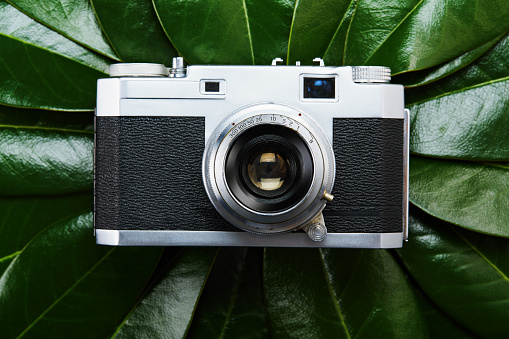 Vintage photographic film camera on large group of green leaves